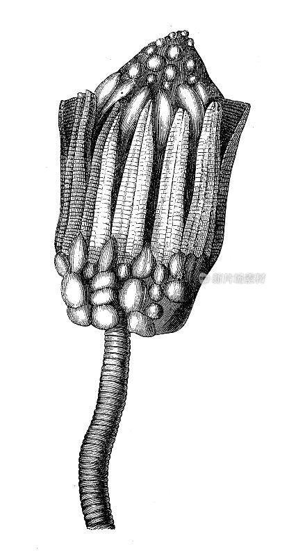 古董插图、地质和化石:Hypanthocrinus buii